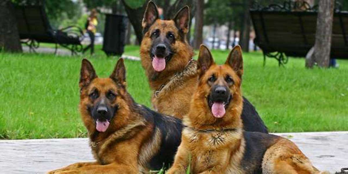 13 surprising facts about the German Shepherd